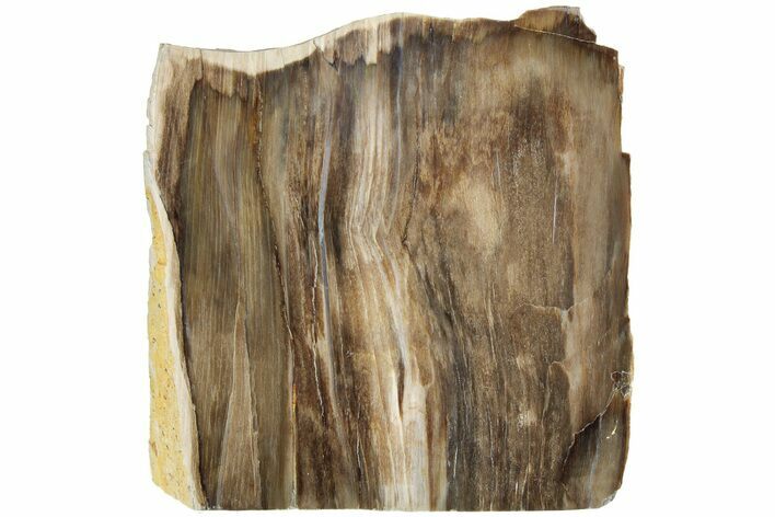 Polished, Petrified Wood (Metasequoia) Stand Up - Oregon #185145